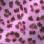 Tiger Pink