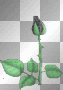 black rose