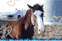 HorseTeut