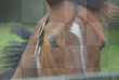 Horse eyes