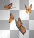 butterflys 