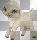 mouton