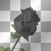 Black Rose Blooming