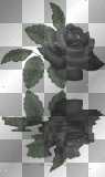 Black Rose