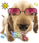 summer pupppy