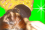justlikhoney