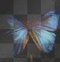 butterfly