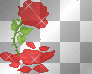 red rose