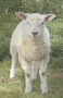 mouton