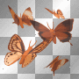 butterflys