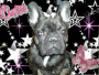 freddel