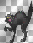 black cat