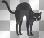 black cat
