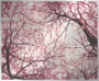 Cherry Blossom