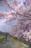 Cherry Blossom