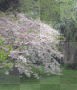 Cherry Blossom