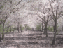 Cherry Blossom