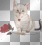 cat with a rose