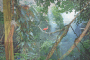 Jungle