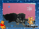 My Puppy's