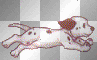 Dalmation