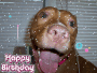 Birthday Puppy! Birthday Puppy!