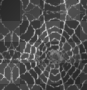 spiderweb