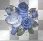 blue roses