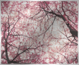 cherry blossom