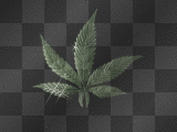 MaRiJUaN