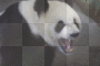 panda bear