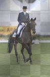 Dressage