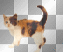 calico cat calico cat