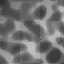 Gray Matter