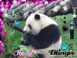 Panda Bear