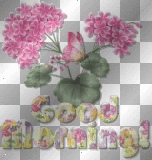 good morning flowers