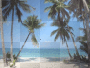 palm trees and beach