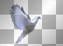 Paloma