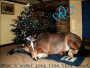 Chirstmas Horse