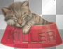 Killer kitten in bowl