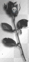 black rose