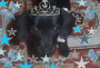 MY DOGGIE