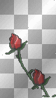 rosas rojas