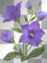 violetas