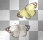 Two Butterflies