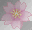 Sakura2
