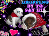bulldogs