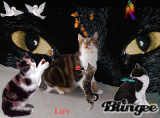 my cat tayler