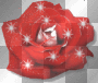 red rose sparkle