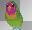 animated love bird